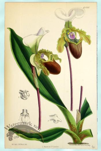 Curtis Orchids 02